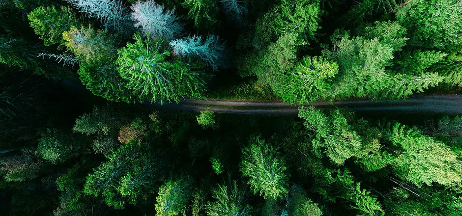 Vue aérienne de la canopée d’une forêt de conifères