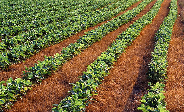 Rangées de jeunes plants de soja dans un champ